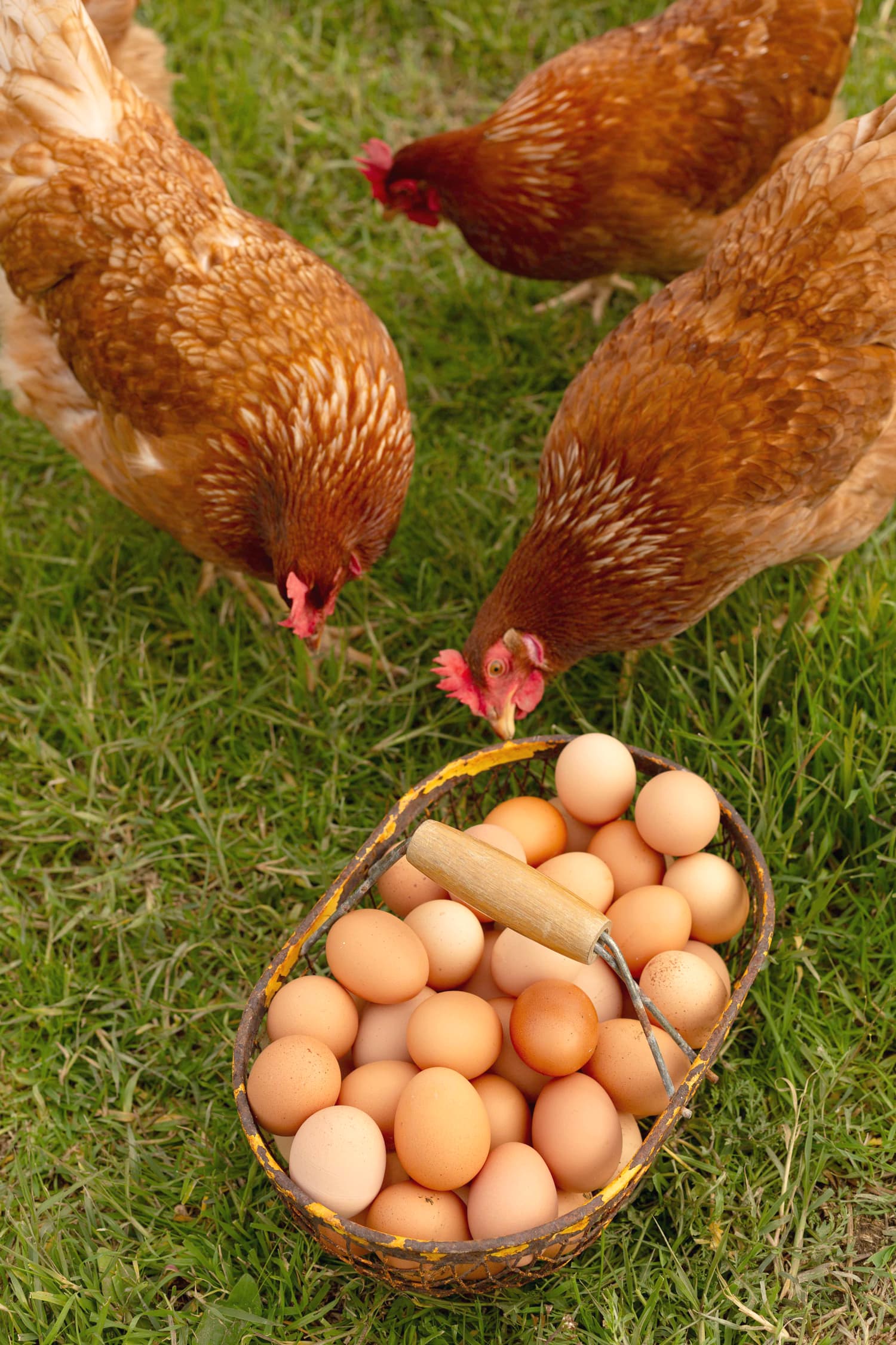 Cómo distribuir huevos frescos con calidad y confianza en tu negocio